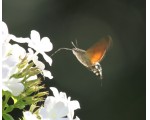 Een foto van de kolibrivlinder, gemaakt in mijn tuin door Jan Hissink.