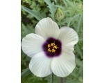 De zaden van de hebberig makende Hibiscus trionum waren snel uitverkocht.