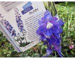 Langer plezier van Delphinium.