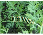 Rups van de koninginnenpage gespot in de moestuin.