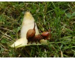 Ook een bezoeker: de rups van de eekhoornvlinder, meegenomen door vriend Wim Kok.