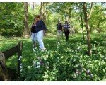 Het bos is nu vol judaspenning, lelietjes van dalen en salomonszegel.