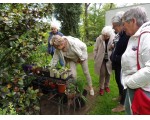 Zorgvuldig uitzoeken bij de plantjes t.b.v. Compassion.