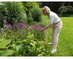 Stachys monieri 'Hummelo' is een eyecatcher.