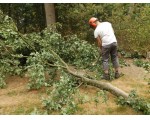 Mathijs zaagt hem in handzame stukken.