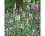 Bonus: duizenden planten bloeiend vingerhoedskruid in het bos.