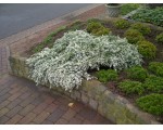 Aster ericoides 'Connecticut Snow' draagt een kleed van witte bloemetjes.