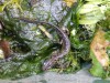 Salamander naar vrijheid