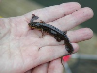 Salamander