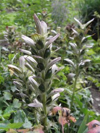 Acanthus mollis