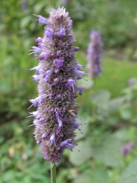 Agastache foeniculum