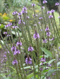 Verbena hastata