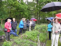 Belangstelling voor Cephalaria gigantea.