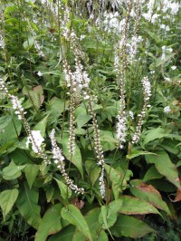 Persicaria amplexicaulis 'Alba'