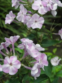 Phlox paniculata