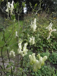 Aconitum lamarckii