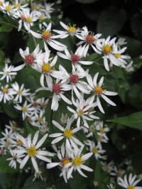 Aster divaricatus