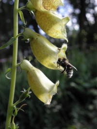 Bij in Digitalis