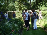 Myosotisdames in de moestuin.