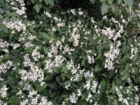 Aster divaricatus