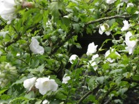 Hibiscus syriacus