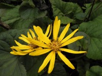 Ligularia dentata