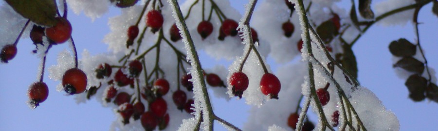 Winter: Bescherm uw planten. Lees de tuinkalender.