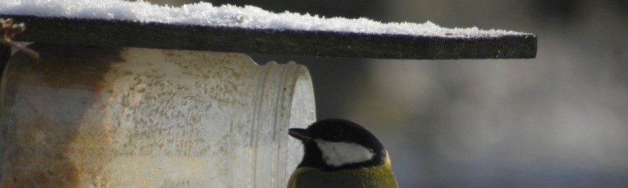 Geniet van filmpjes over natuur en tuin in De MuzeTube.